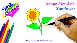 Aktivitas ini dapat mengasah daya imajinasi anak dan menjadikan mereka lebih. Bunga Matahari Cara Menggambar Dan Mewarnai Gambar Untuk Anak Anak Youtube