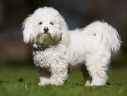 Like the name suggests, the most conspicuous feature of the coton de tulear is its coat, which is cottony or fluffy rather than silky. Coton De Tulear Hunderasse Mit Bild Info Temperament Charakteristiken Und Fakten