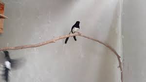 03/01/2014 pukul 11:58 dudung abdul muslim. Murai Supak Hutan Penjodohan Murai Dada Putih Supak Youtube