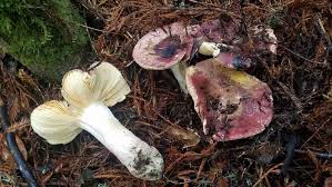 Image result for Russula variata