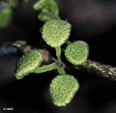 Image result for Antiaris