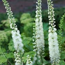 Check spelling or type a new query. Actaea Racemosa Black Cohosh From Prides Corner Farms