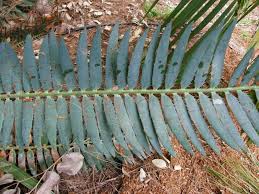 Image result for Encephalartos munchii