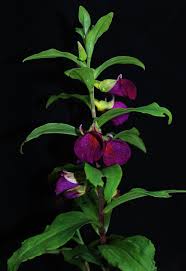 Image result for Brachycorythis