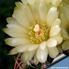 Image result for Eriosema verdickii