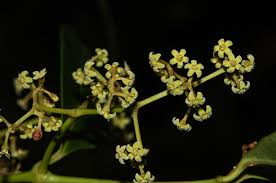 Image result for Secamone