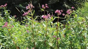 Das indische springkraut, eine oft gefürchtete pflanze, doch sie kann viel mehr, als ihr schlechter ruf erahnen lässt. Indisches Springkraut Impatiens Glandulifera Garten Wissen