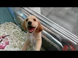 Eminonu Evcil Hayvan Pazari Pet Shop 2015 Istanbul Youtube