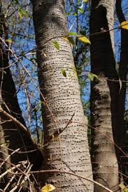 Image result for Erythrina falcata