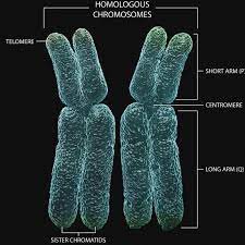 Secondly, why are chromosomes homologous? A Genetics Definition Of Homologous Chromosomes