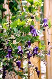 We did not find results for: Clematis Rooguchi In 2021 Pollinator Plants Clematis Organic Gardening Books