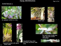 Image result for Orchidaceae