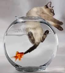 Lol I Wanted A Fish But Then Decided My Cat Would Eat It In This Case Fish Eating Cat Animaux Droles Humour Animaux Et Photo Drole Animaux