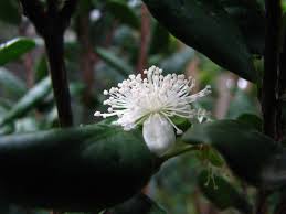 Image result for Eugenia malangensis
