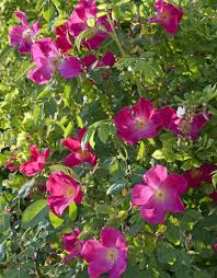 Essigrose Wildes Schmuckstuck In 2020 Pflanzen Rosen Gartenrosen