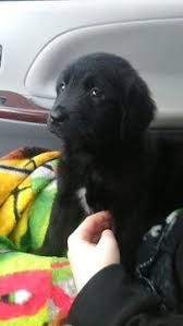 All Black Border Collie Puppy For Sale Border Collie Golden Retriever Mix Puppy For Sale In Amboy Wa Adn 54512 On Puppyfinder Golden Retriever Mix Puppies Lab Mix Puppies Border Collie Mix Puppies
