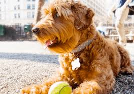 Ch csbb's texas spotted poppy. Labradoodle Vs Goldendoodle 10 Differences Which Poodle Mix Breeds Is Better