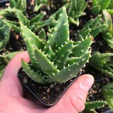 Image result for Aloe nuttii