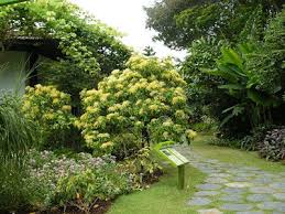 Image result for Tarenna leonardii