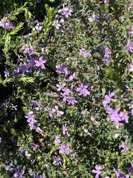 Image result for Lythrum rotundifolium