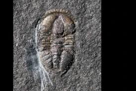 Image result for Vausagesia