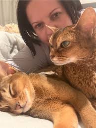 Abyssinian cat sleeping habits and behavior