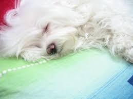 25 Best Lap Dogs Petbreeds Maltese Dogs Maltese Dogs Care Maltese Puppy