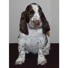 Image result for anglický špringršpaněl