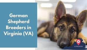 Contact maryland german shepherd dog breeders near you using our free german shepherd dog breeder search tool below! 32 German Shepherd Breeders In Virginia Va German Shepherd Puppies For Sale Animalfate