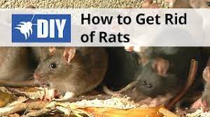 How To Get Rid Of Rats Domyown Com Youtube