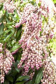 Pieris Japonski Valley Rose Pieris Japonica Plants Rose Lily Showy Flowers