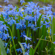 Image result for Scilla achtenii