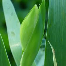 Gertrude jekyll liked to grow bearded iris in rectangular beds set in stone. Why Are My Irises Not Blooming Reasons For Irises Not Blooming Well