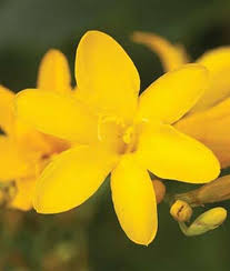 The chenille plant can get ahead of itself and start to look scraggly as the summer progresses. Pin On Garden