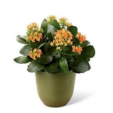 Orange Kalanchoe At Send Flowers Plants House Plant Delivery House Plant Care
