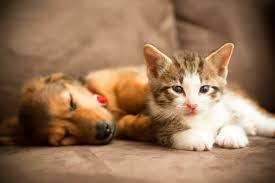 Over 90 Hours Of Puppies And Kitten Are Coming To Your Tv 400 x 300 jpeg 21 кб. puppies and kitten are coming to your tv