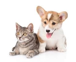 Worldwide puppies & kittens has been placing puppies and kittens in loving homes for over the last 13 years. Protecting The Health Of Puppies Kittens And Their Owners Animal Law Update