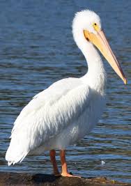 Big Bird With Large Beak American White Pelican Photo White Pelican Resting On A Log The Internet Bird Collection Pelican Bird Pelican Photos Pelican Art
