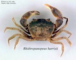Image result for Hippocratea ritschardii