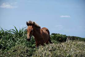 Yonaguni … wikipédia en français. The Yonaguni Pony One Of The Eight Pony Breeds Native To Japan Discoveryaima Blog About The Yaeyama Islands Travel Tips For Your Travel To Japan