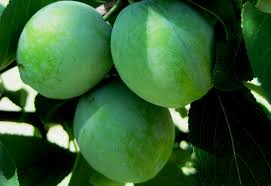 Ambarella spondias cytherea, is nutrient dense fruit support for cough, premature aging, skin health, immune system, anemia, weight loss and digestive problems. Ambarella Kohinoor