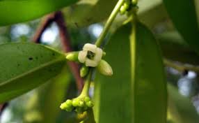 Image result for Diospyros truncatifolia