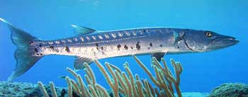Saltwater Fish Species South Atlantic Gulf Of Mexico And