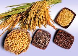 Don't compete with food crops. Gia LÆ°Æ¡ng Thá»±c Giáº£m Máº¡nh Nháº¥t Trong 2 NÄƒm Qua Giaoduc Edu Vn