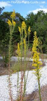 Old wild trees can be 90 feet tall, although garden trees are usually much smaller. Native Plants Of Florida