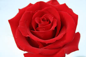 We've gathered more than 5 million images uploaded by our users and sorted them by the most popular ones. Free Photo Red Rose Flower Red Rose Free Download Jooinn