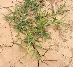Most of the commercial bermuda grass varieties are products of hybridization between cynodon dactylon subspecies. Cynodon Dactylon Plant Biodiversity Of South Western Morocco