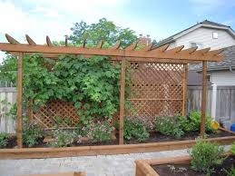 Concord Grape Trellis Pergola Patio Backyard Pergola Backyard Landscaping