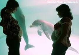 Dolphin Midwives And Underwater Birthing Midwife Dolphins Midwifery