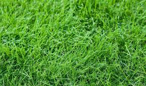 Dwarf fescue is our number one most requested sod grass, that provides beautiful even texture and great durability. 6 Best Grasses For Dogs